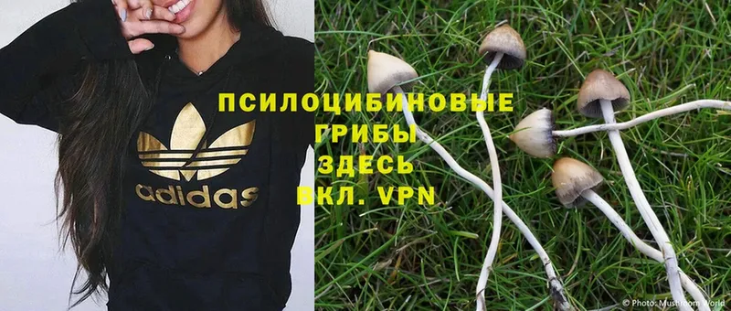 MEGA ССЫЛКА  Бирск  Галлюциногенные грибы Psilocybe 